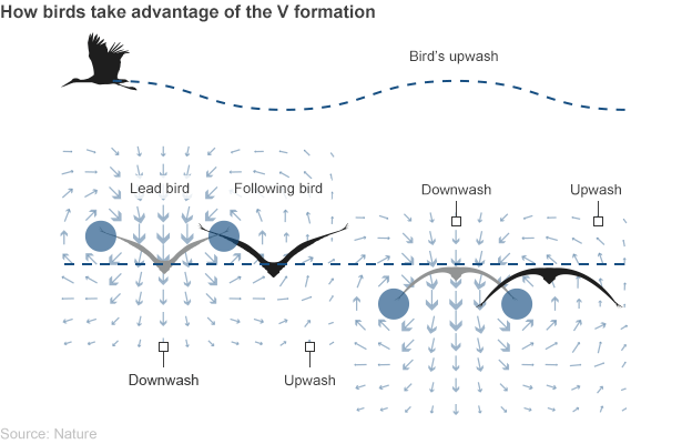 Birds Fly Light Synchronising their upwash and dowse cycles. Why not fashion demand forecasting?