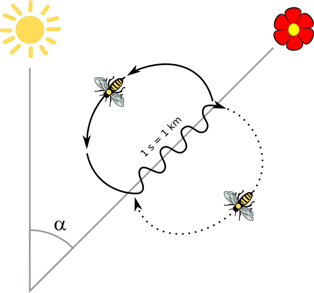 waggle dance and fashion allocation optimization